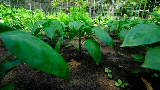 Close up of few sweet or bell peppers in early stage gently swaying while growing in sand rich soil in vegetable garden next to cucumbers and tomatoes