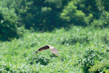 Bird of Prey Gliding in the Sky