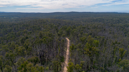 Fototapeta premium forest