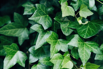 Lush Green Ivy – Climbing Plant Texture