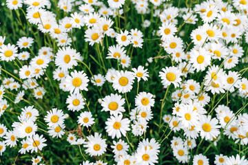 Fototapeta premium Daisies in a meadow