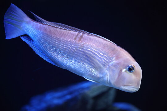 Branchiostegus japonicus, the horsehead tilefish, Japanese horsehead tilefish, red amadai or the red tilefish, is a species of marine ray-finned fish, a tilefish belonging to the family Malacanthidae.