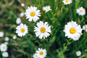 Fototapeta premium Daisies in a meadow