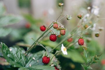 red wild strawberries