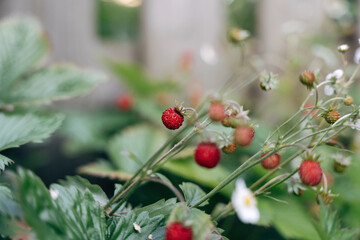 Obraz premium red wild strawberries