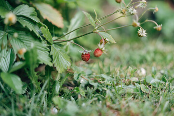 red wild strawberries