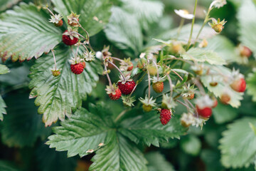 red wild strawberries