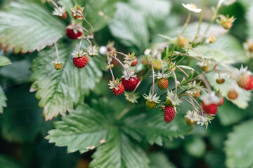 Obraz premium red wild strawberries