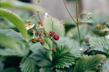 red wild strawberries