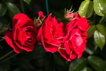 three blooming bright red roses arranged horizontally. The flowers are in focus, their velvety petals radiating a rich red color.