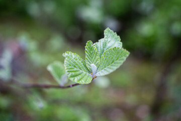 Colorful Blossoms – Nature's Awakening