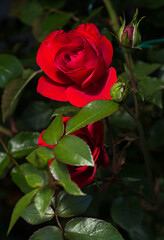 A bright red rose opening its velvety petals. The center of the flower is still tightly curled. A green leaf and an unopened rosebud are visible at the bottom of the frame.
