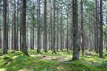 Enchanting Mystique of the Atmospheric Forest