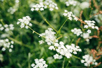 Colorful Blossoms – Nature's Awakening