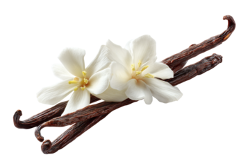 Vanilla sticks with flowers isolated on transparent or white background, png