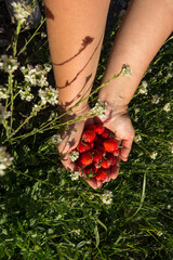 two palms full of freshly picked ripe strawberries of bright red color. The hands are among green grass and flowers, which creates the feeling of harvesting in the garden or field.
