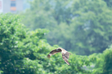 Black kite is flying