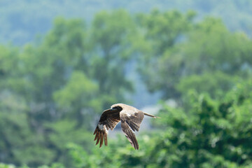 Black kite is flying