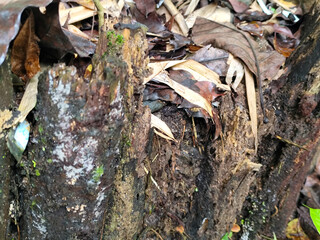 Pieces of wet, rotting tree trunks, in the wild after the rain.