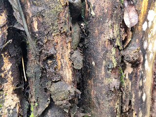 Pieces of wet, rotting tree trunks, in the wild after the rain.