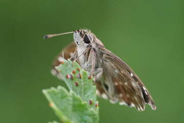 Closeup on a fresh emerged European Mallow skipper butterfly, Carcharodus alceae on tip of the...