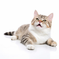 Cute Tabby Cat Lying Isolated on White Background