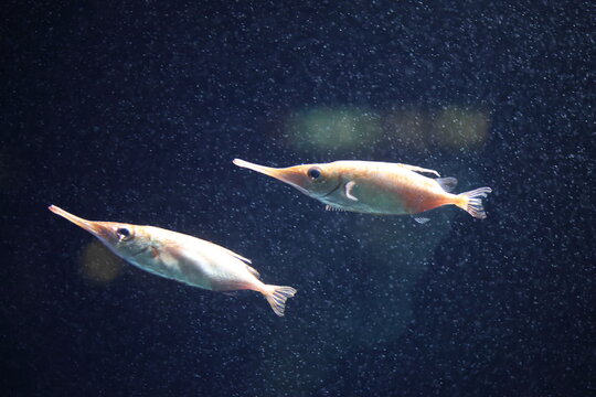 The longspine snipefish (Macroramphosus scolopax), is a snipefish of the genus Macroramphosus.