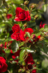 A lush bush of red roses, strewn with blossoming flowers and many buds. The sunlight falls on the flowers, emphasizing their beauty.