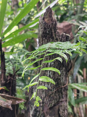 Long green leaves with raindrops are clearly visible in the center of the image, contrasting with the dark textured tree trunks and dense foliage against the natural backdrop of the forest.