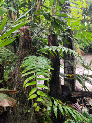 Long green leaves with raindrops are clearly visible in the center of the image, contrasting with the dark textured tree trunks and dense foliage against the natural backdrop of the forest.