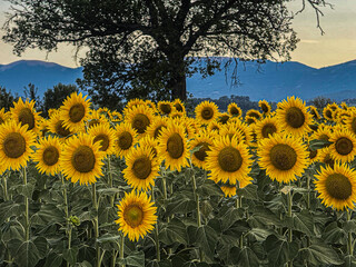 A vibrant field of bright yellow sunflowers stretches towards the horizon under a soft evening sky,...
