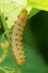 Vertical closeup on a colorful orange caterpillar of the European Southern Festoon butterfly Zerynthia polyxena