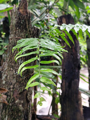 Long green leaves with raindrops are clearly visible in the center of the image, contrasting with the dark textured tree trunks and dense foliage against the natural backdrop of the forest.