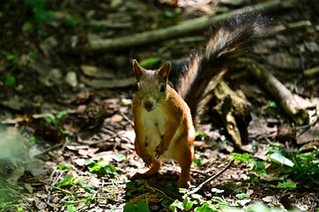 The squirrel came down to the ground in search of food.