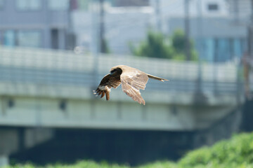 Black kite is flying