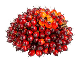 Fresh ripe red palm fruit bunch displaying vibrant crimson and orange oil-rich drupes