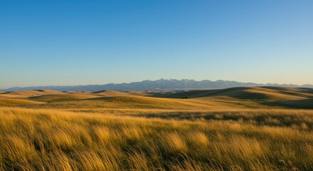 Fototapeta premium Rolling hills of golden grass under a clear blue sky, distant mountains visible on the horizon