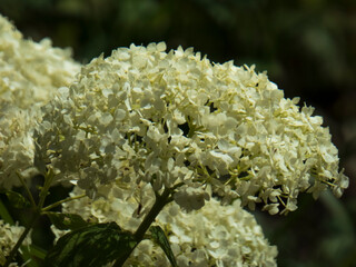 Close-up of Large White Hydrangea Paniculata Flower Head in Sunlight