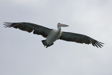 australian pelican