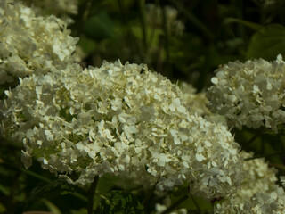 Close-up of Large White Hydrangea Paniculata Flower Head in Sunlight