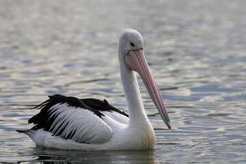 australian pelican