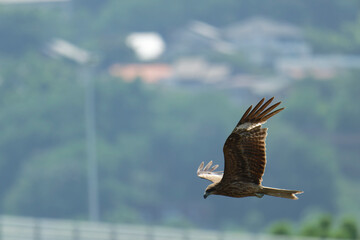 Black kite is flying