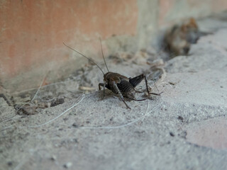 Close-up of a Dark Cricket on a Textured Concrete Surface