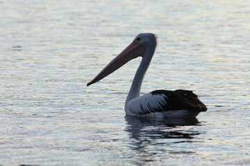 australian pelican