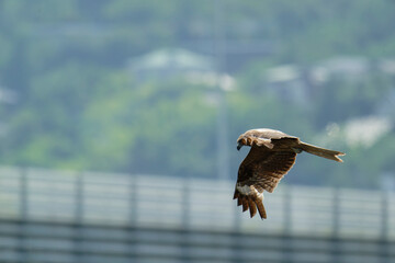 Black kite is flying