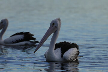 australian pelican