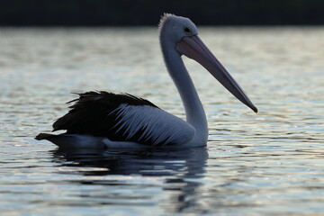 australian pelican