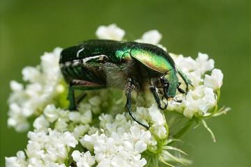 Closeup on a metallic green colored rose chafer, Cetonia aurata on a white flower
