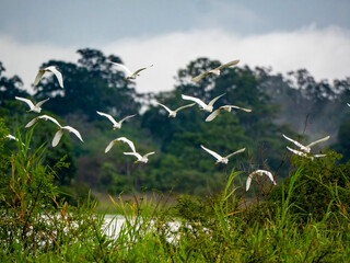 A flock of flying typical or true herons (Ardeinae) on the move. Photographed on a branch of the...