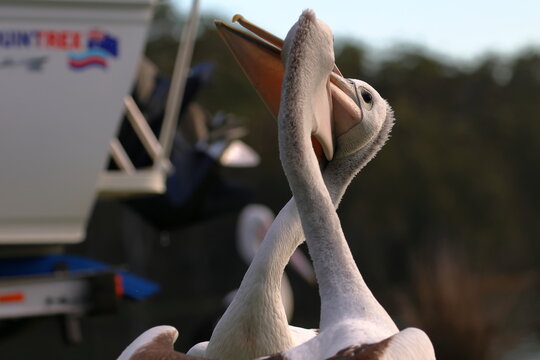 fighting pelican - Powered by Adobe